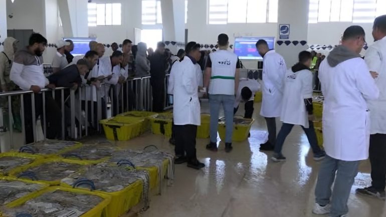 تمديد فترة منع صيد الأخطبوط على طول السواحل الواطنية حتى نهاية 2025 لحماية المخزون